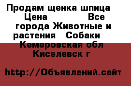 Продам щенка шпица.  › Цена ­ 15 000 - Все города Животные и растения » Собаки   . Кемеровская обл.,Киселевск г.